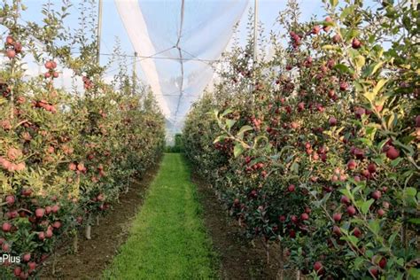 J-K: Apple yield improvement scheme changes lives of growers in Bhaderwah