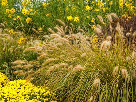 Best Ornamental Grasses For Zone 5B at Ebony Heritage blog