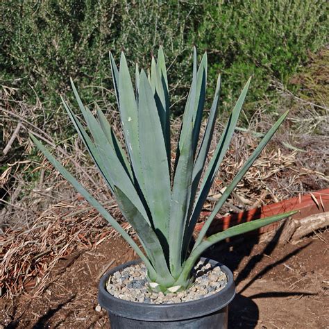 Shop Blue agave 'Tequila Plant' Agave Tequilana - Care and Info ...