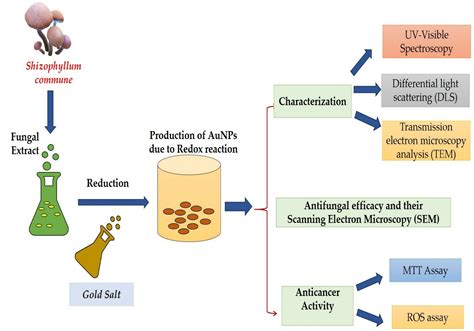 Biological Synthesis, Characterization, and Therapeutic Potential of S ...