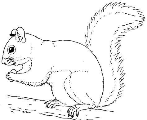 Printable Squirrel Coloring Pages