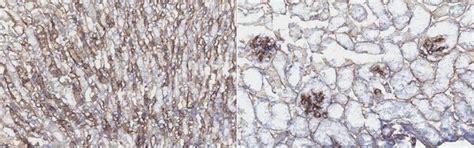 Anti-Nidogen 1 Antibody, clone ELM1 | MAB1946-I