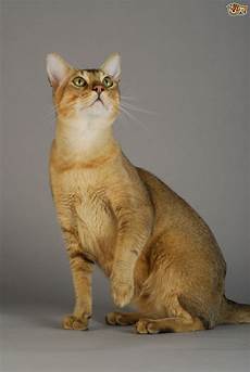 cat breed 6 large domestic cat breeds with relatives pets4homes cat breed 6 large domestic cat breeds with relatives pets4homes