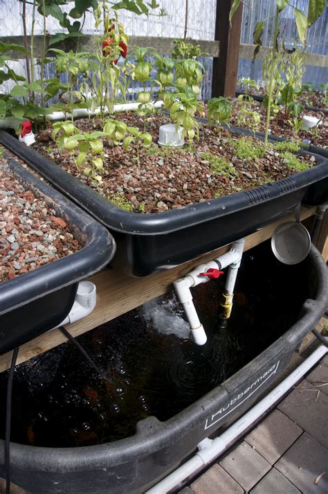 Aquaponics – Tribe Awesome