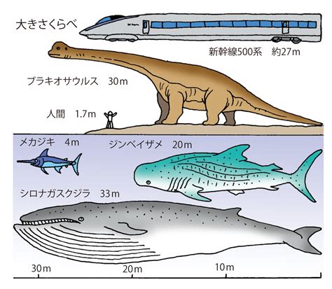 地球最大の動物は海に住んでいる | 海の生物のなるほど | 海と船なるほど豆事典 | 日本海事広報協会