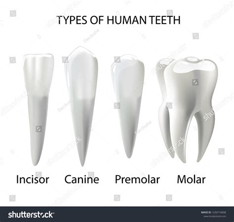 Human Canine Teeth Evolution