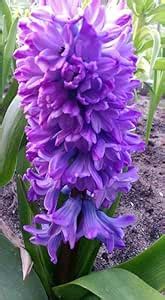 Oakwood Farms Hyacinth Flower Bulbs fragrant spring's or winter ...