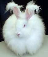 Image result for Cute White Bunny Rabbits