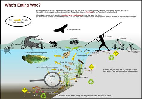 Who's Eating Who? | Canberra & District Aquarium Society
