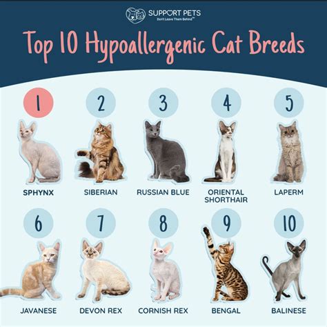 Top 10 Hypoallergenic Cat Breeds by State