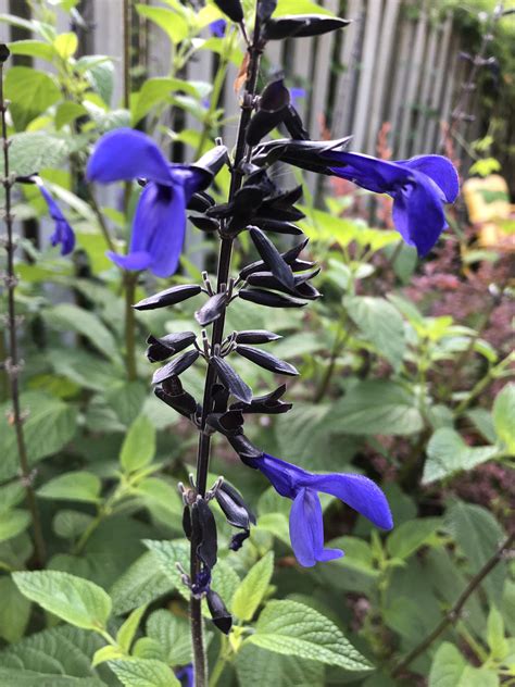 My favorite, black and blue Salvia. : r/PlantGoths