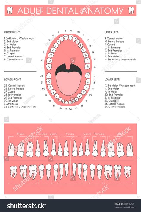 Teeth Names In Spanish at Garry Beckwith blog