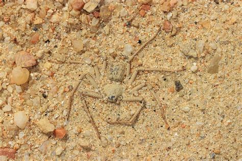 Discover 5 Brown Spiders In North Carolina - A-Z Animals