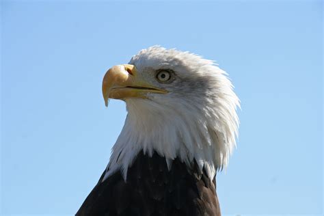 File:Bald Eagle Head (1224691901).jpg - Wikimedia Commons