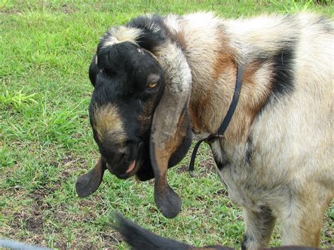 Goats: Heritage Anglo Nubian (AN) | RARE BREEDS TRUST OF AUSTRALIA | TidyHQ