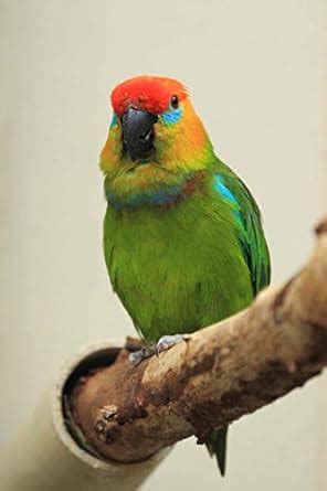Large Fig Parrot Journal : Cool Image Press: Amazon.in: Books