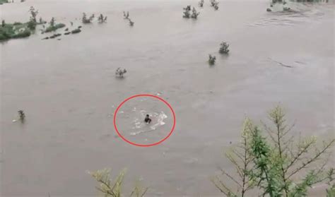 成都一男子遇涨水被冲走，当地居民：他在河里钓鱼_邛崃_河水_部门