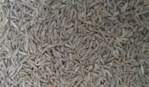சீரகத்தை சாப்பிடுவதால் ஏற்படும் நன்மைகள்! – Bhoomitoday