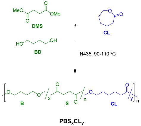 Poly(butylene succinate-co-ε-caprolactone) Copolyesters: Enzymatic ...