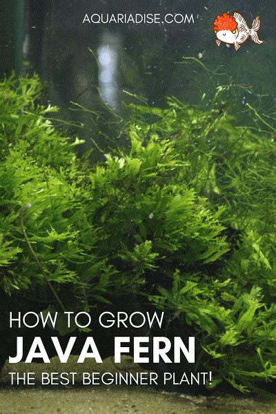 Image result for Growing Java Fern in a Bucket