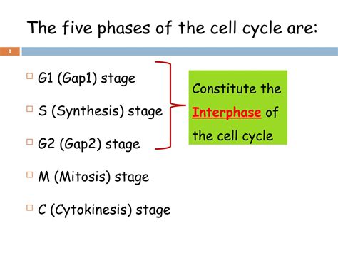 Unit 9. The cell cycle and cell cycle regulation.ppt