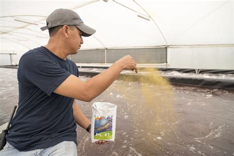 Feed Management In Shrimp Production - Skretting