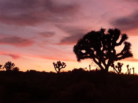 Joshua Tree Tourism (2024): All You Need to Know Before You Go