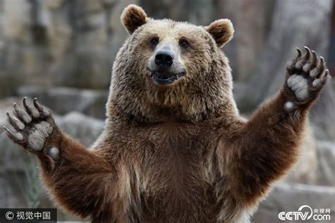拉斯维加斯海岸 小棕熊模仿父母摔跤有模有样_天维新闻频道 - Skykiwi.com