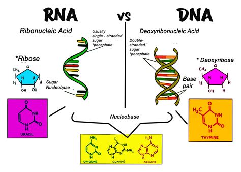 Dna vs rna: 5 key differences: unterschied dna und rna polymerase – ICDK