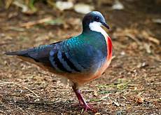 Cool Bird by 17 Cool Birds That Throw Some Serious Shade Pictures Cool Bird