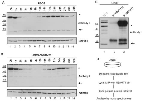 Cross-Reactivity of N6AMT1 Antibodies with Aurora Kinase A: An Example ...