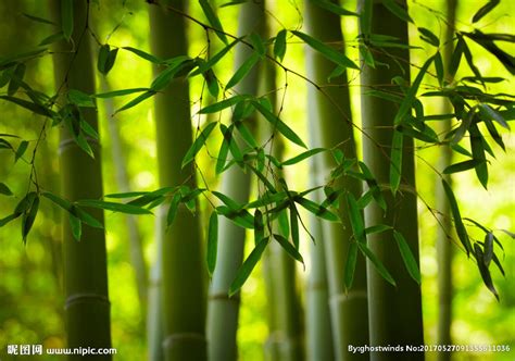 学拍环境人像--竹林之夏（十三）-中关村在线摄影论坛
