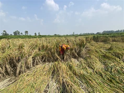 Nepal Seed and Fertilizer Project (NSAF) – CIMMYT