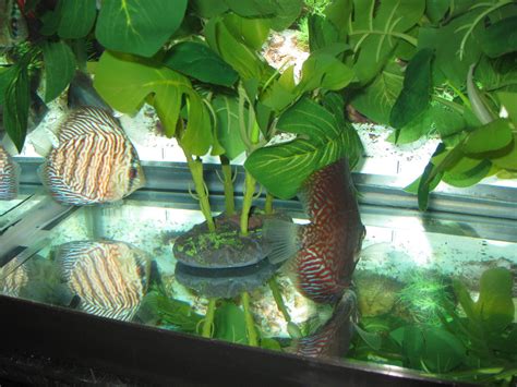 Image result for Blue Turquoise Discus