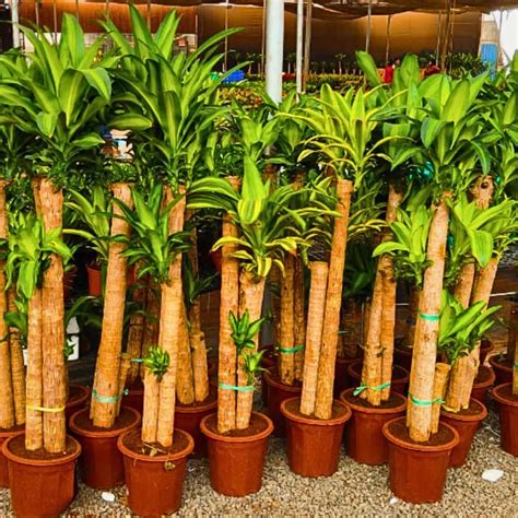 Brazilian Lucky Wood Big Size (Dracaena Massangeana) Corn – Plant ...