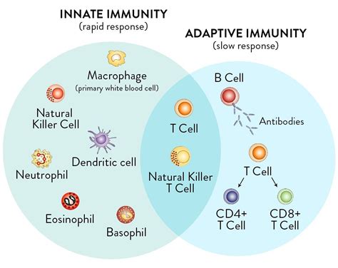 Immunity System 的图像结果