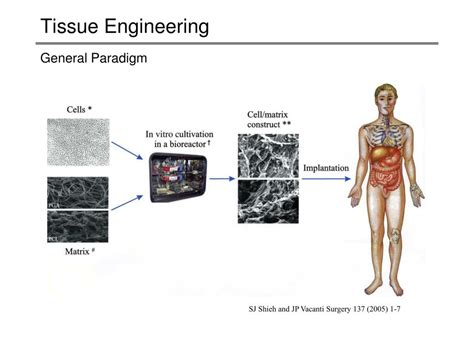 What Is Tissue Engineering 的图像结果
