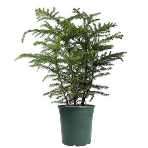 Norfolk Pine | Indoor trees, Best indoor trees, Big indoor plants