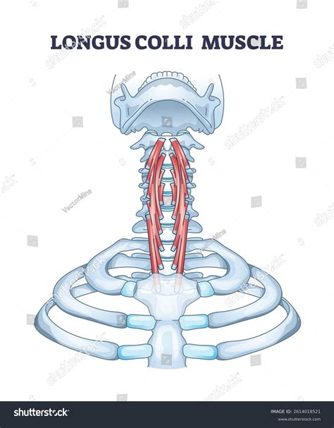 Longus Colli Muscle Diagram Shows Muscles Stock Vector (Royalty Free) 2614018521 | Shutterstock