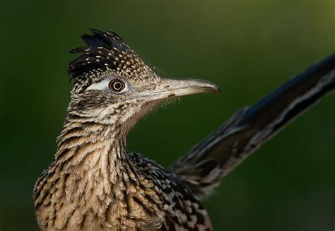 Road Runner Flying 的图像结果