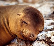 Image result for Sea Lion Photos