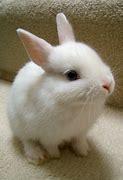 Image result for Really Cute Baby Bunny