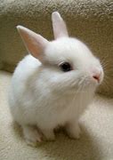 Image result for Funny Baby Bunnies