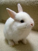 Image result for Really Cute Rabbits