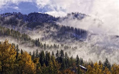 Forest Tree 的图像结果