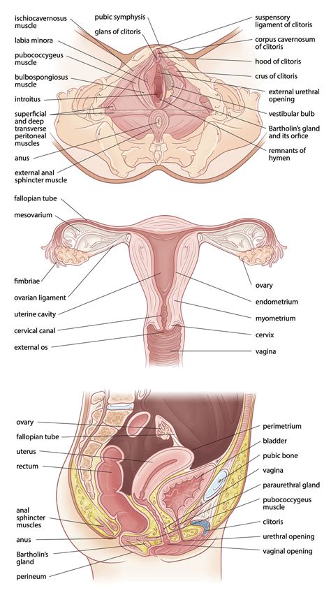 Female Vaginal Anatomy Anatomy Of The Female Reproductive System