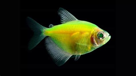 Here’s how fish started glowing over 112 million years ago