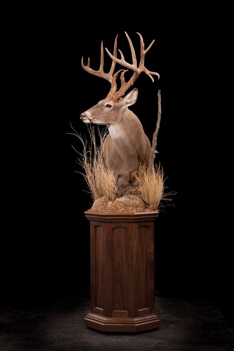 top speed whitetail deer