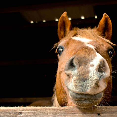 Download Funny Horse Fake Smile Pictures | Wallpapers.com