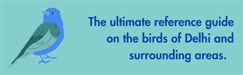 The Birds Of The Delhi Area : Sudhir Vyas: Amazon.in: Books